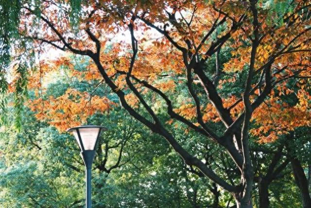 高清来袭！上海高校“秋日绝美大片”曝光，还藏着“最美校花”！
