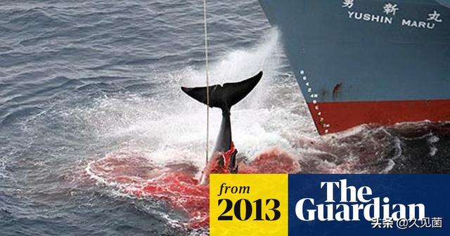 95%的日本人不吃鲸鱼肉，却为何大量捕鲸？每年至少900头