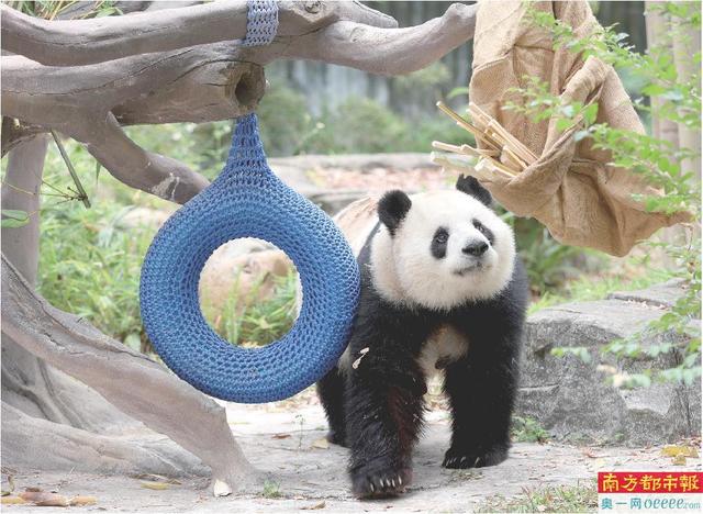 “老广大熊猫”是怎样养成的？吃本土竹，赏木棉花