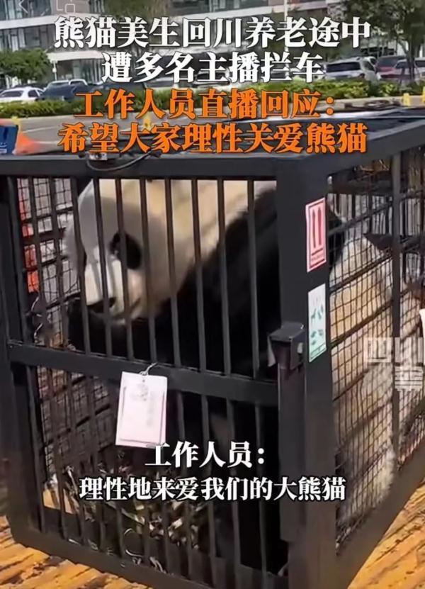 熊猫“美生”回保护区遭主播拦车？工作人员回应