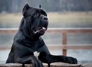 黑狗图片(“黑狗不吉利”？为什么那么多人不喜欢养黑狗？)