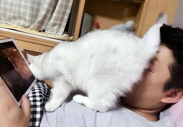 猫咪为什么总把屁股怼你脸?科学:它在给你发年终奖!