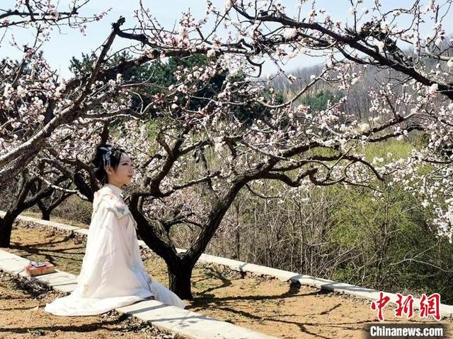 辽宁沈阳:杏花仙子醉美舞动千亩杏花林