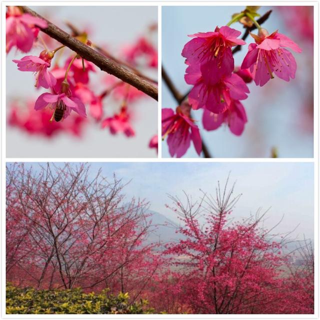 赏樱花何必去日本,在福建也可以!