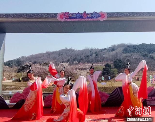 辽宁沈阳:杏花仙子醉美舞动千亩杏花林