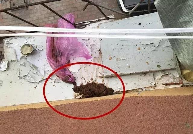 女子在家中阳台发现大便,准备做DNA鉴定找到那个人