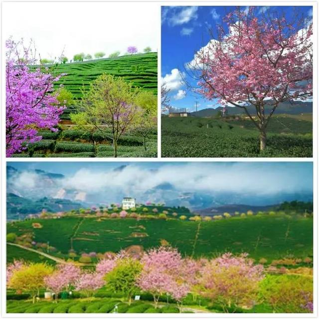 赏樱花何必去日本,在福建也可以!