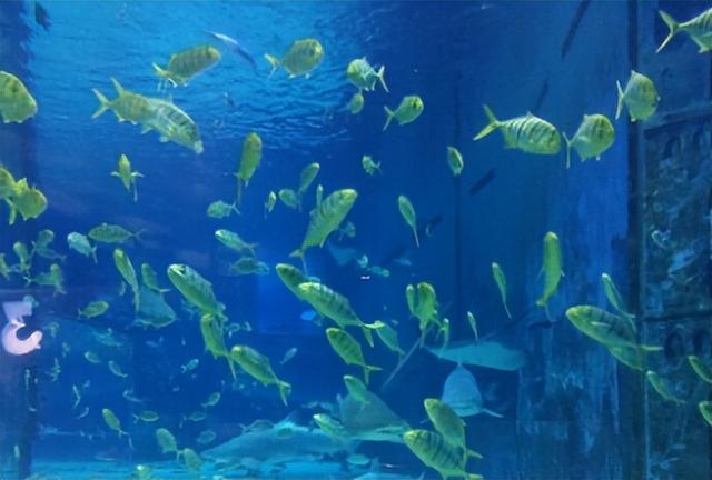 俄罗斯美女,不要车不要房,听从父亲遗言,远嫁中国,变成赢家