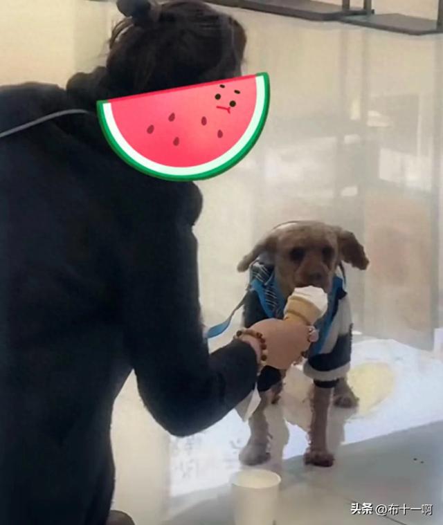 女子和狗狗的亲密瞬间引发争议!