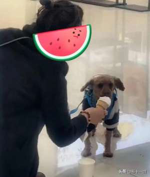 美女和狗性(女子和狗狗的亲密瞬间引发争议)