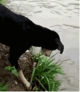 搞笑GIF图：那些美女的泳池性感照片都是这样拍的啊