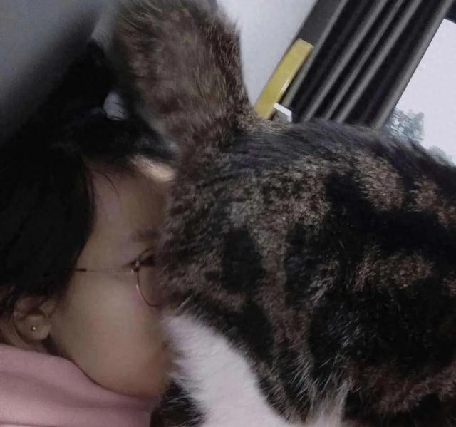 猫咪为什么总把屁股怼你脸?科学:它在给你发年终奖!