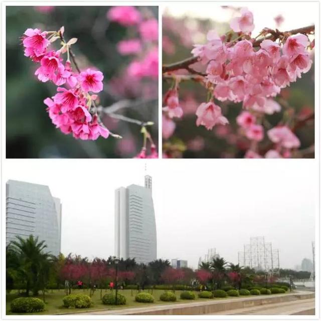 赏樱花何必去日本,在福建也可以!