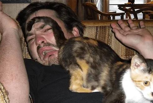 猫咪为什么总把屁股怼你脸?科学:它在给你发年终奖!