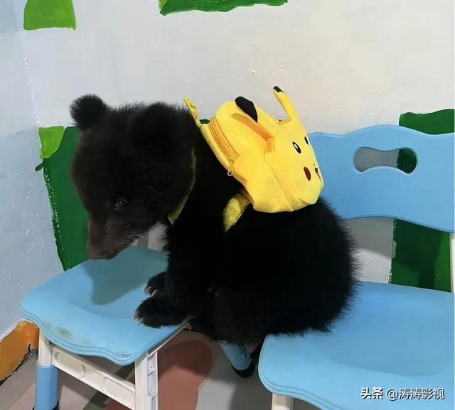 00后女孩和200斤棕熊“玩闹”,背后故事既温馨又惊险!