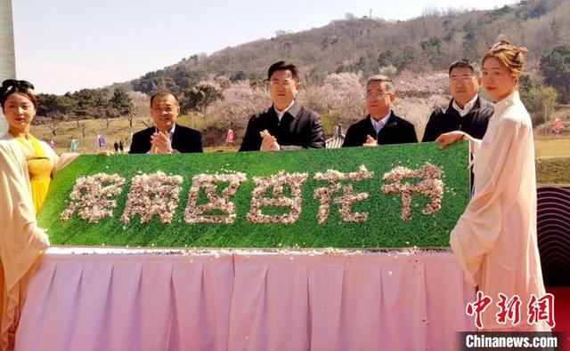 辽宁沈阳:杏花仙子醉美舞动千亩杏花林