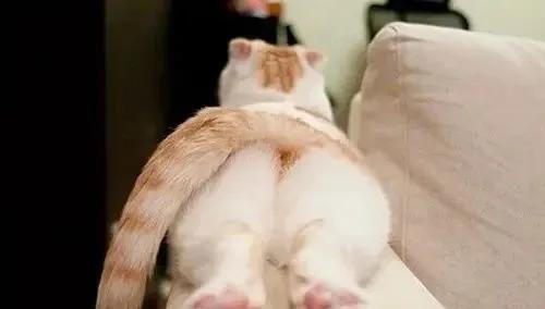 猫咪为什么总把屁股怼你脸?科学:它在给你发年终奖!