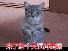 猫咪为什么总把屁股怼你脸?科学:它在给你发年终奖!