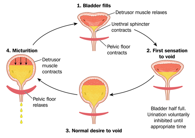 男人和女人，哪个更能憋？