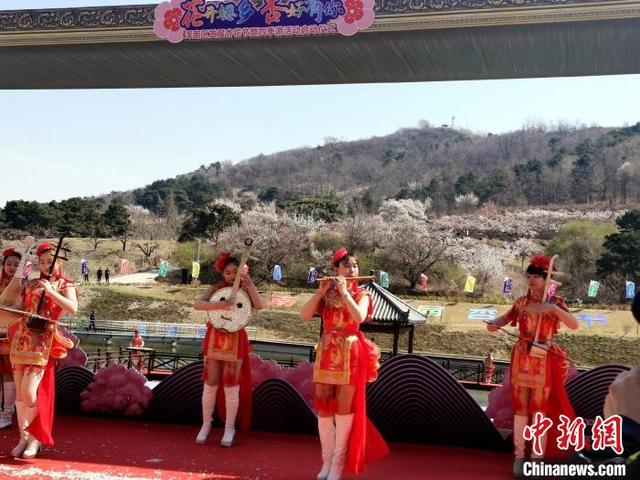 辽宁沈阳:杏花仙子醉美舞动千亩杏花林