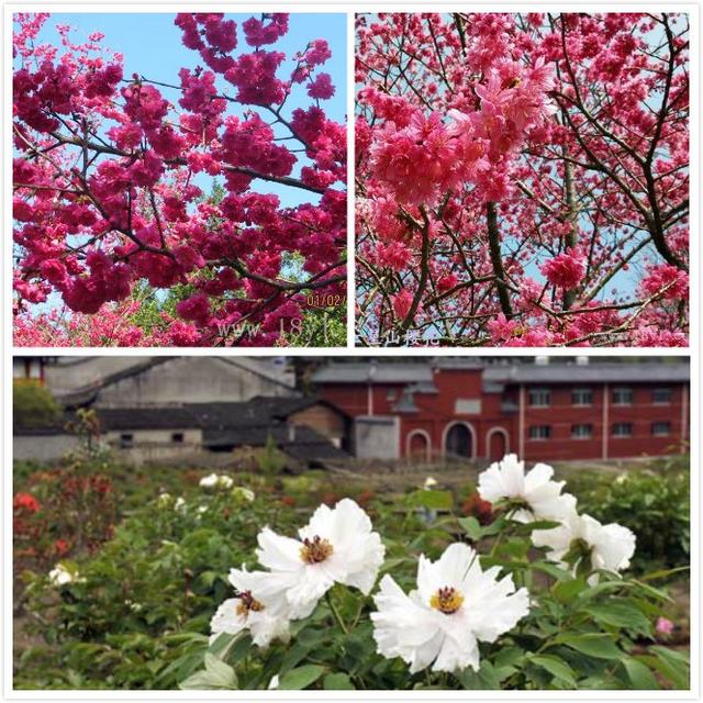 赏樱花何必去日本,在福建也可以!