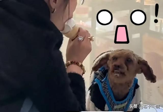 女子和狗狗的亲密瞬间引发争议!