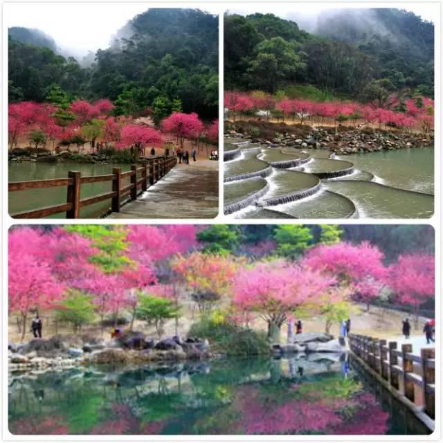 赏樱花何必去日本,在福建也可以!