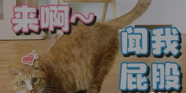 猫咪为什么总把屁股怼你脸?科学:它在给你发年终奖!