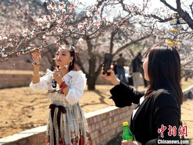 辽宁沈阳:杏花仙子醉美舞动千亩杏花林