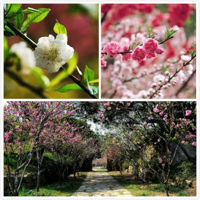 赏樱花何必去日本,在福建也可以!