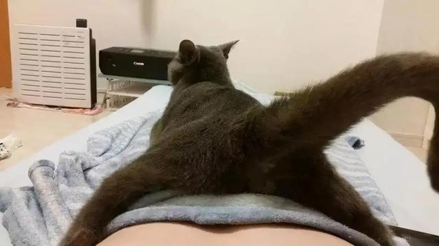 猫咪为什么总把屁股怼你脸?科学:它在给你发年终奖!