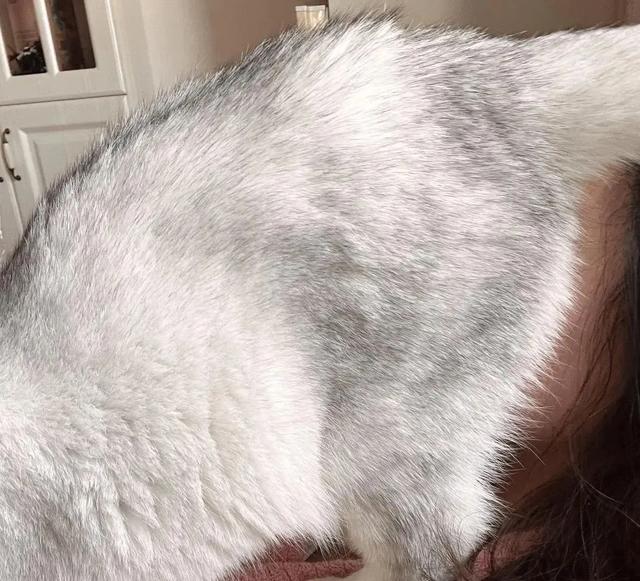 猫咪为什么总把屁股怼你脸?科学:它在给你发年终奖!