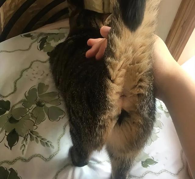 猫咪为什么总把屁股怼你脸?科学:它在给你发年终奖!