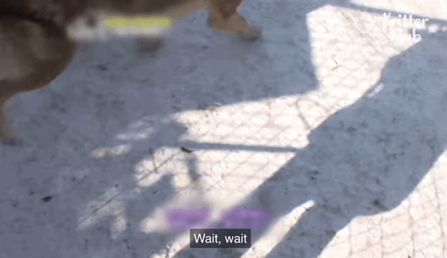 韩国9岁女孩公开人狼日常走红油管!网友爆笑:现实版美女与野兽