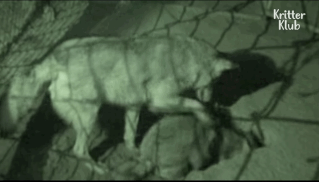 韩国9岁女孩公开人狼日常走红油管!网友爆笑:现实版美女与野兽