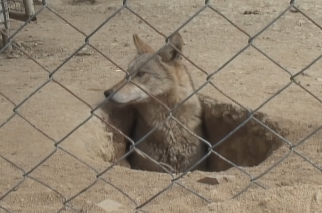 韩国9岁女孩公开人狼日常走红油管!网友爆笑:现实版美女与野兽