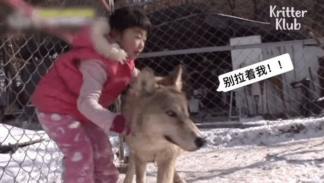 韩国9岁女孩公开人狼日常走红油管!网友爆笑:现实版美女与野兽