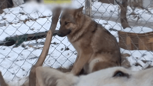 韩国9岁女孩公开人狼日常走红油管!网友爆笑:现实版美女与野兽