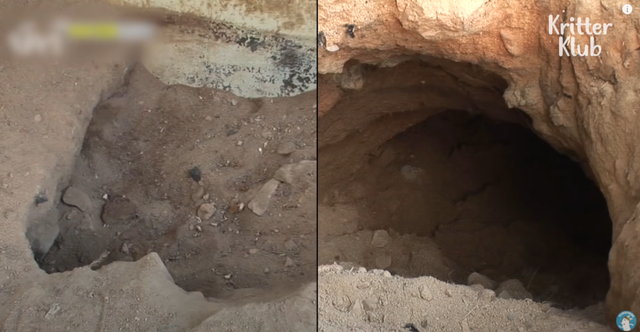 韩国9岁女孩公开人狼日常走红油管!网友爆笑:现实版美女与野兽