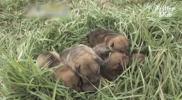 韩国9岁女孩公开人狼日常走红油管!网友爆笑:现实版美女与野兽