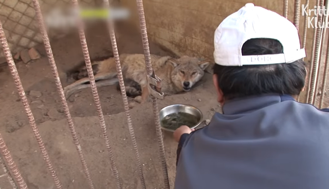 韩国9岁女孩公开人狼日常走红油管!网友爆笑:现实版美女与野兽