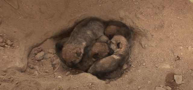 韩国9岁女孩公开人狼日常走红油管!网友爆笑:现实版美女与野兽