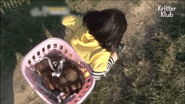 韩国9岁女孩公开人狼日常走红油管!网友爆笑:现实版美女与野兽