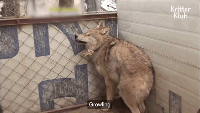 韩国9岁女孩公开人狼日常走红油管!网友爆笑:现实版美女与野兽