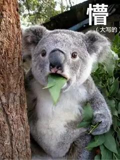 重庆这几个地方的“冰雪奇缘”之旅，去一次，再冷都值了！