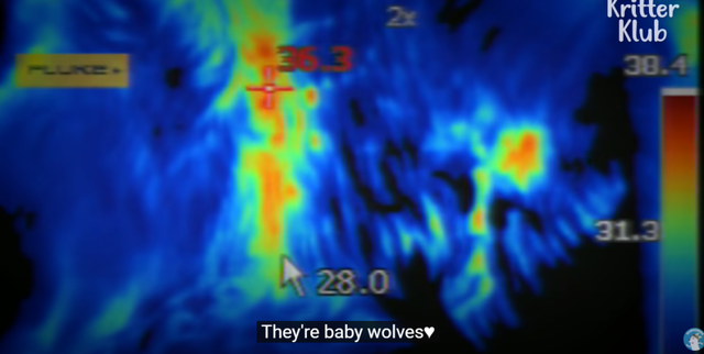 韩国9岁女孩公开人狼日常走红油管!网友爆笑:现实版美女与野兽