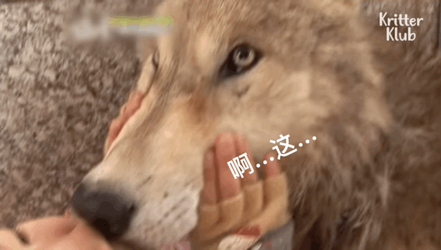 韩国9岁女孩公开人狼日常走红油管!网友爆笑:现实版美女与野兽