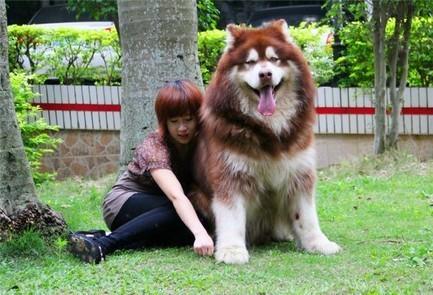 二百斤的阿拉斯加内心是个“小公主”,成天要让主人抱,真的可爱