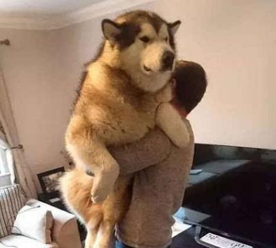 二百斤的阿拉斯加内心是个“小公主”,成天要让主人抱,真的可爱