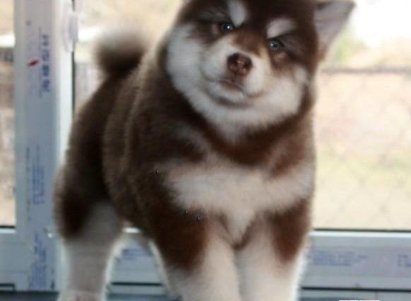 二百斤的阿拉斯加内心是个“小公主”,成天要让主人抱,真的可爱